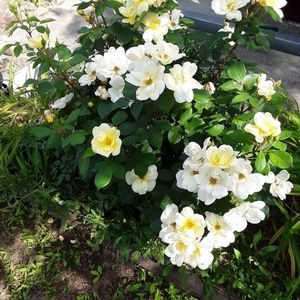 Meet your Posher, Norma